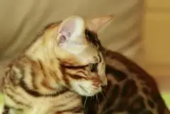 Бенгальский котик