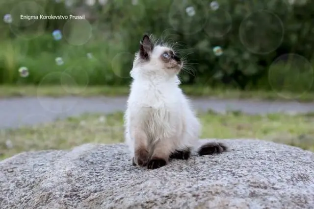 Котята невской маскарадной