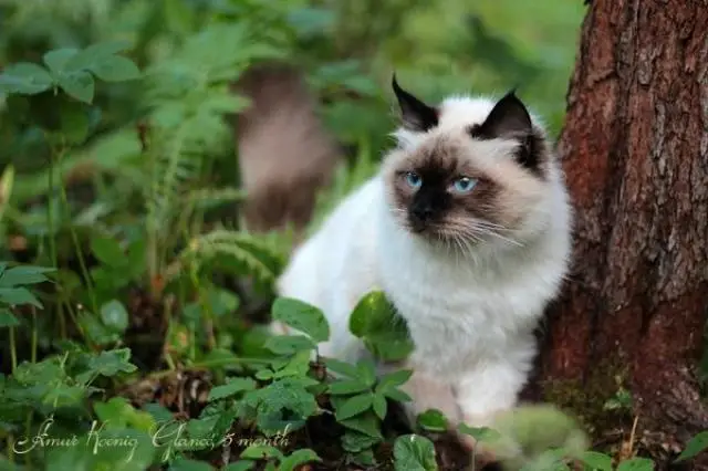 Невский маскарадный котенок 6 месяцев из питомника "koenig glance"