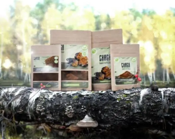 Чага гриб, chaga mushroom.