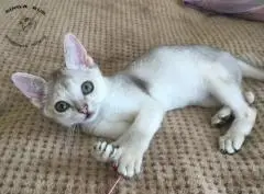 Kätzchen - eine rasse von singapur - kinderzimmer singarus