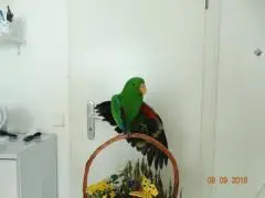 Продаю благородного попугая