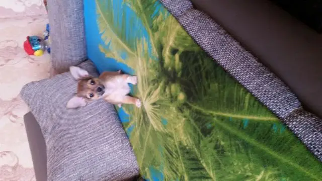 Ich habe  chihuahua hund