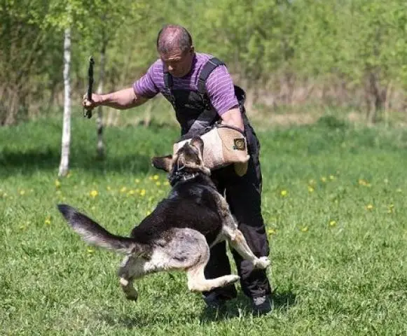 Восточноевропейская и немецкая овчарка. Щенки.