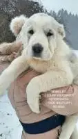Welpen der zentralasien-shepherd dog (alabai) von eltern-riesen!!!
