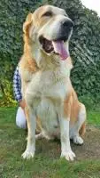 Welpen der zentralasien-shepherd dog (alabai) von eltern-riesen!!!