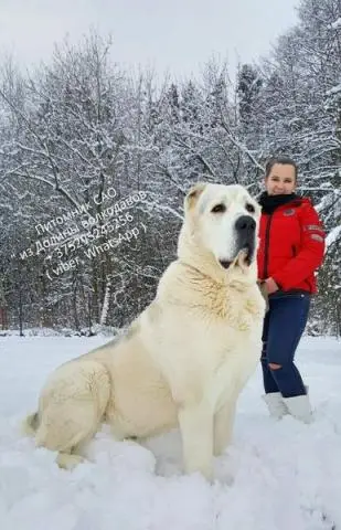 Welpen der zentralasien-shepherd dog (alabai) von eltern-riesen!!!