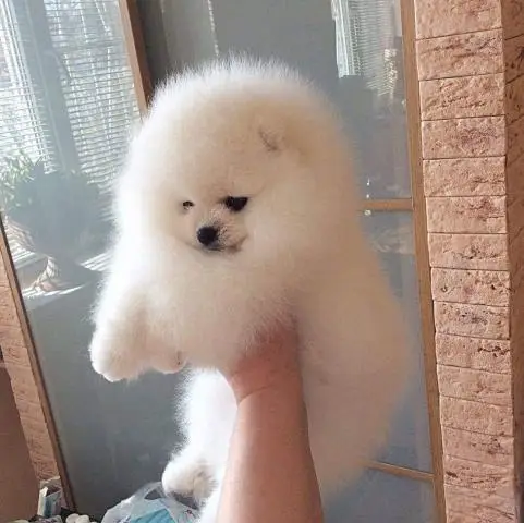 White pomeranian spitz