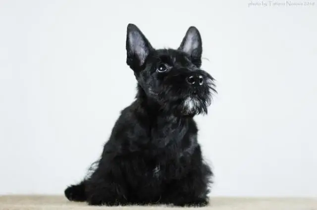 Puppies scotch terrier