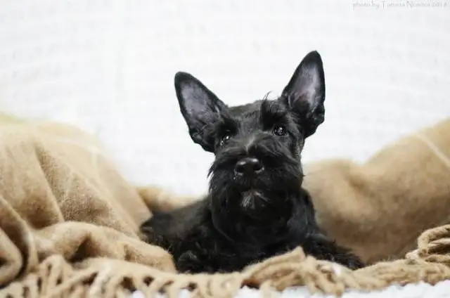 Puppies scotch terrier