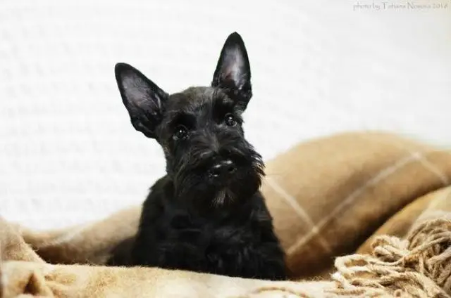 Puppies scotch terrier