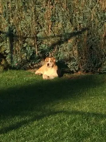 Welpe weibchen mittelasiatischen schäferhund