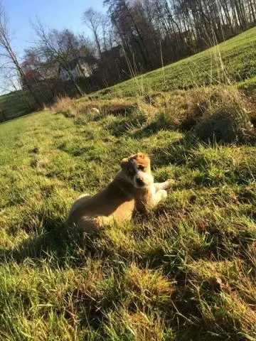 Welpe weibchen mittelasiatischen schäferhund