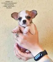 Chihuahua-welpen zum verkauf!