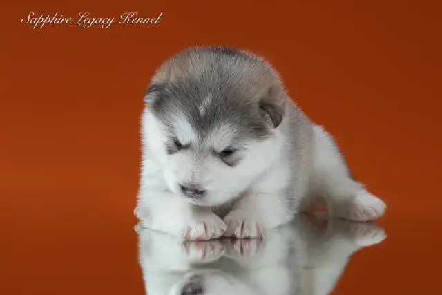 Malamute welpen