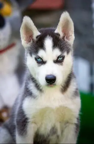 Siberian husky puppies