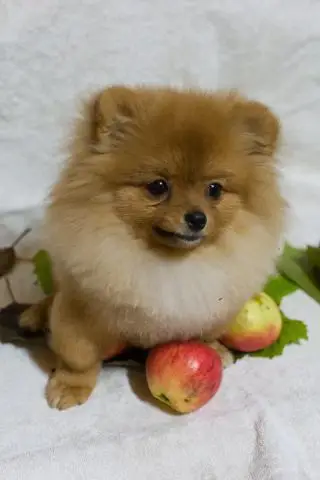 Pomeranian spitz