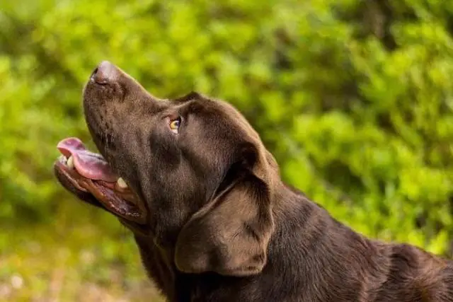 Лабрадор ретривер. Labrador retriever