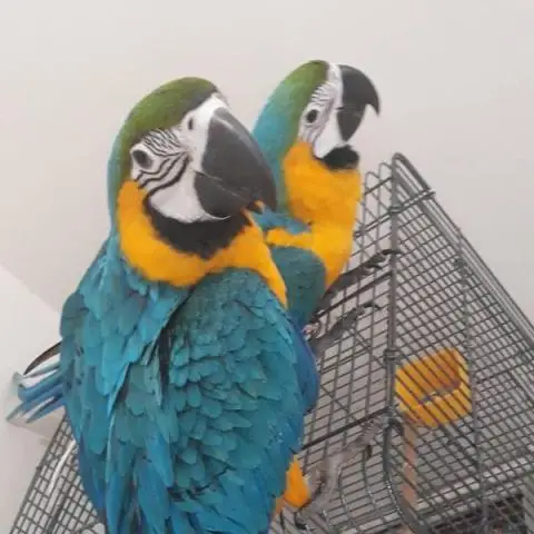 Мужские и женские попугаи сине-золотой ара