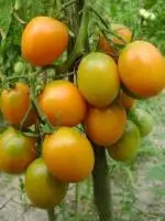 Семена томатов 