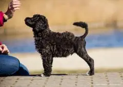 Portuguese water dog puppies