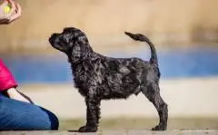 Portuguese water dog puppies