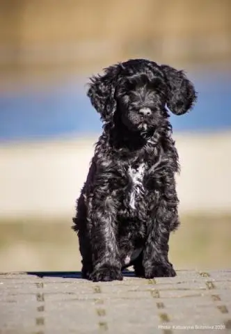 Portuguese water dog puppies