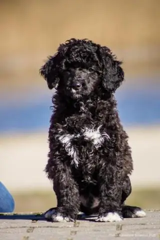 Portuguese water dog puppies