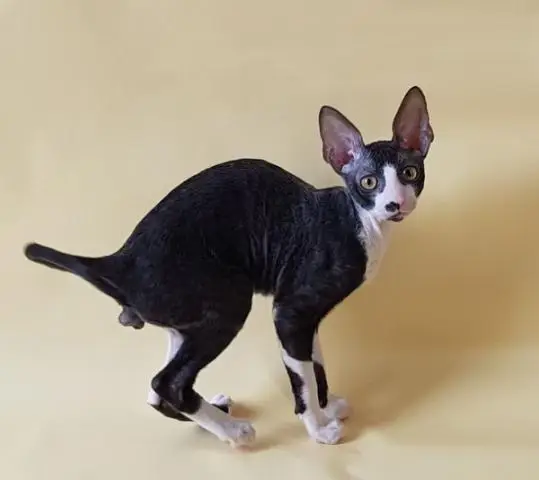 Cornish rex kätzchen