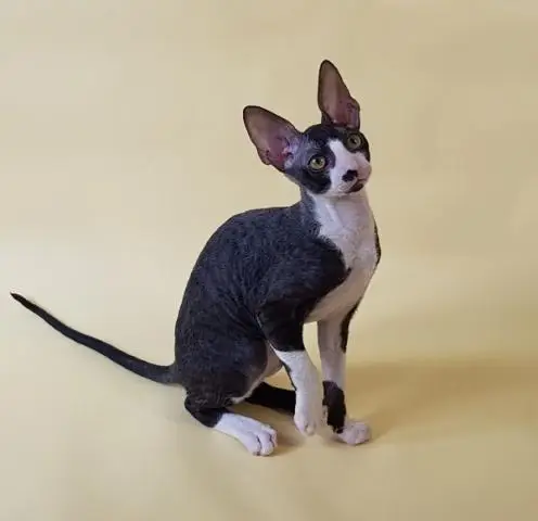 Cornish rex kätzchen