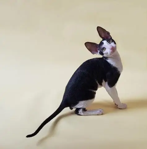 Cornish rex kätzchen