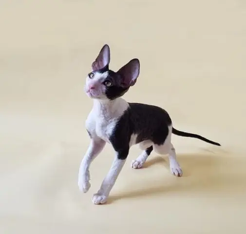 Cornish rex kätzchen