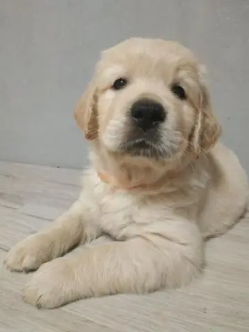 Golden retriever welpe