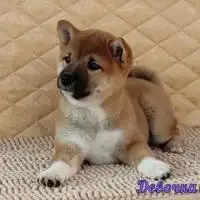 Shiba pappies. The best