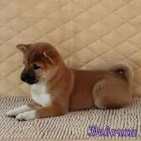 Shiba pappies. The best