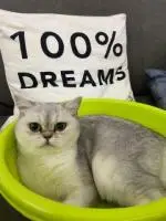 Продается кошка - британская шиншилла с документами