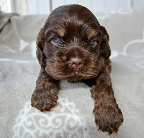 Американский кокер спаниель шоколадный щенок
