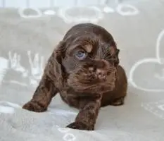 Американский кокер спаниель шоколадный щенок
