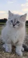 Котёнок невский маскарадный