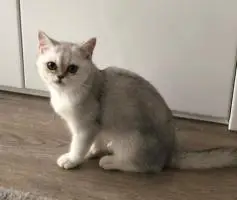 Продается британская кошка цвет silver shaded с документами