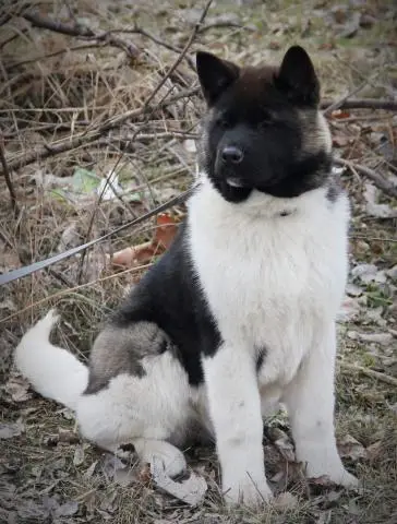 Amerikanische akita-welpen von champion-eltern