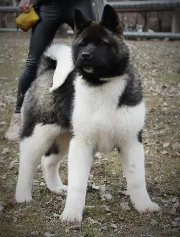 Amerikanische akita-welpen von champion-eltern