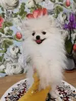 Померанский шпиц, красивые щенки