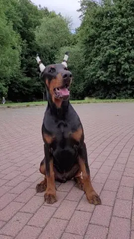 Doberman welpen