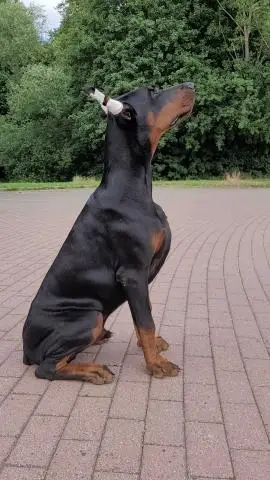 Doberman welpen