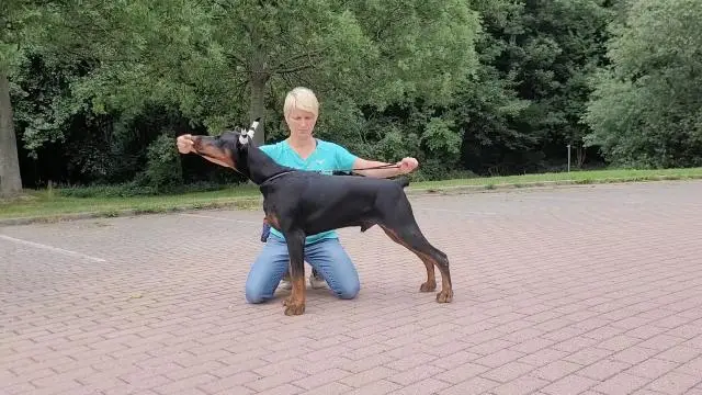 Doberman welpen