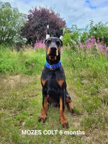 Doberman welpen