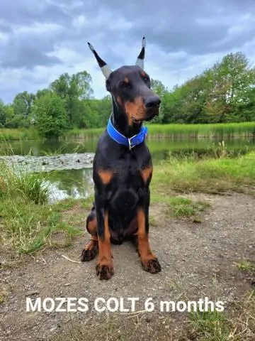 Doberman welpen