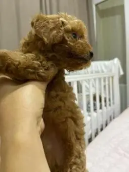 Miniature poodle red brown and black.