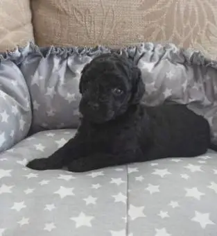 Miniature poodle red brown and black.